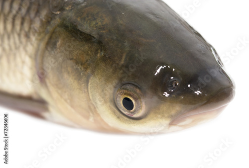 fish head on a white background