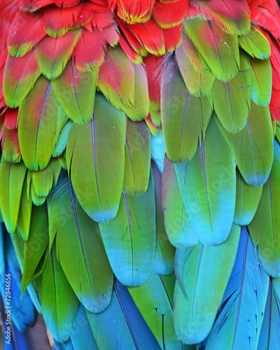 Scarlet Macaw feathers © thawats