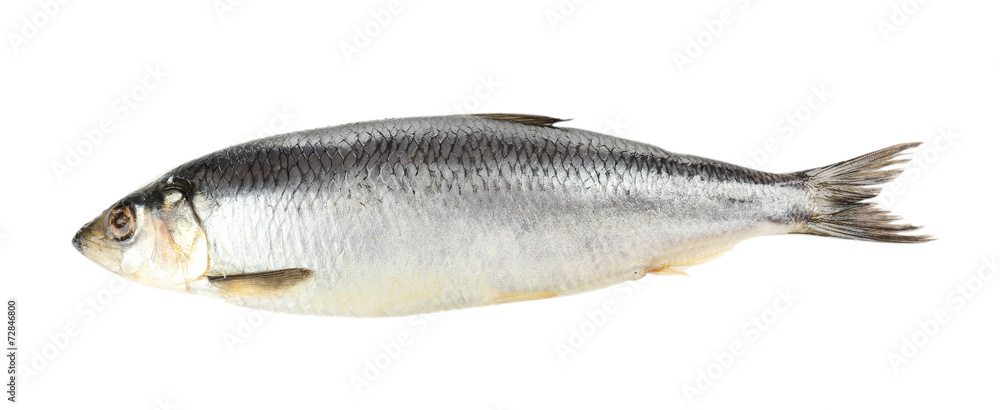 Fresh herring fish isolated on white Fresh herring fish isolated on white