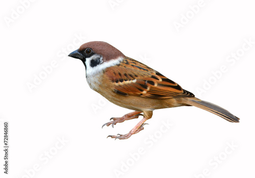 Eurasian Tree Sparrow bird © thawats