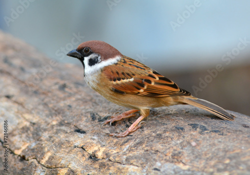 Eurasian Tree Sparrow bird