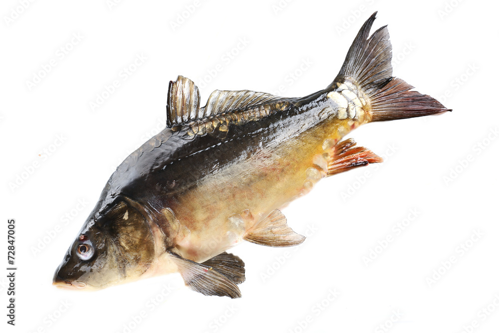 Fresh carp fish isolated on white