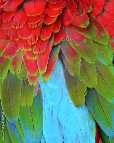 Scarlet Macaw feathers © thawats
