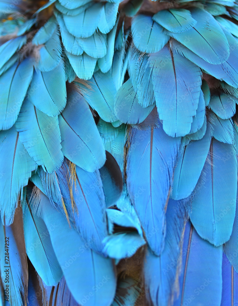 Colorful feathers Colorful feathers