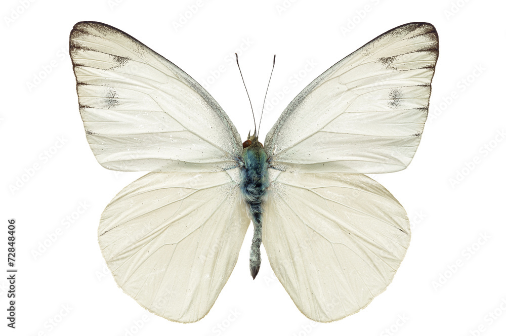 Naklejka premium biały motyl