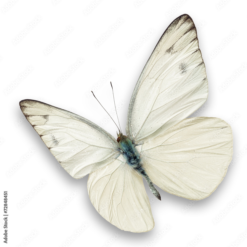 Fototapeta premium white butterfly