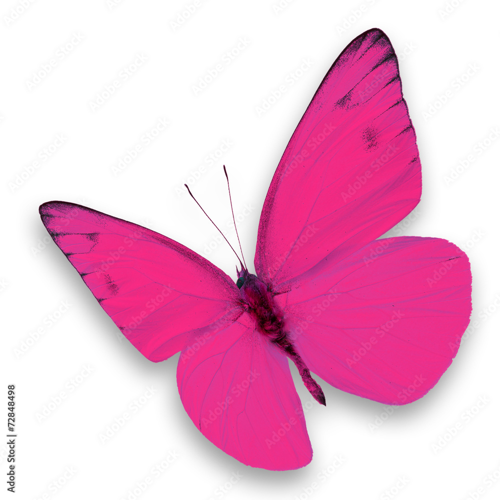 Fototapeta premium Pink butterfly