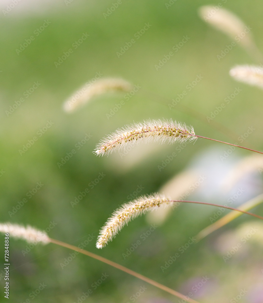 ears of grass on the nature