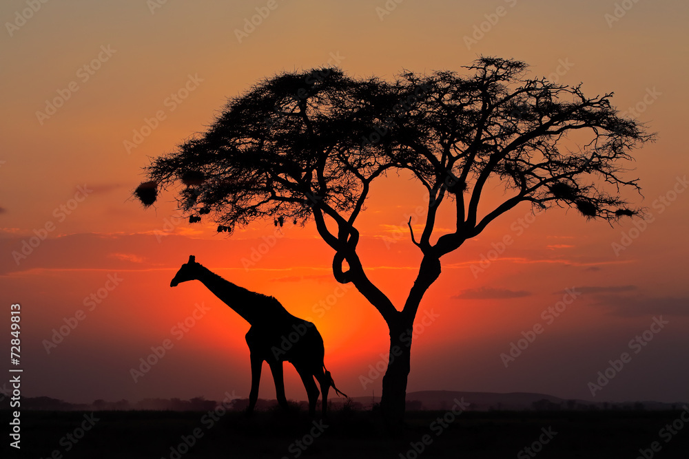 Naklejka premium Silhouetted tree and giraffe against a red sunset