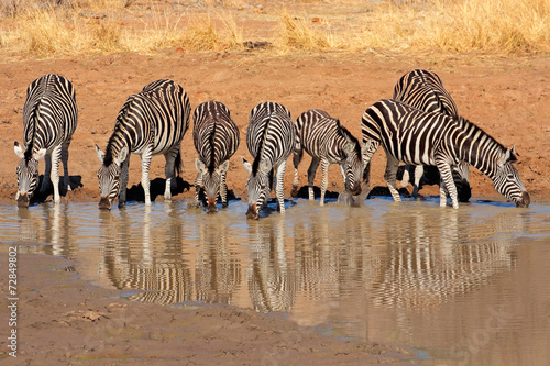 Plains Zebras drinking water  Pilanesberg National Park