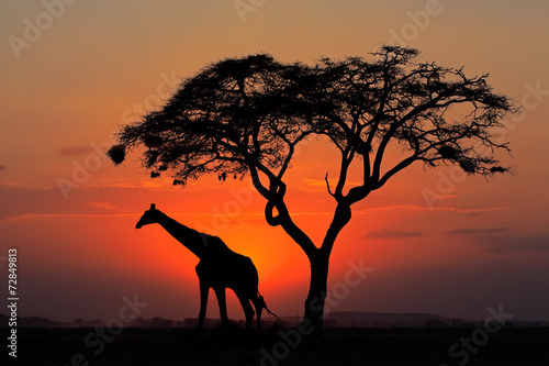Silhouetted tree and giraffe against a red sunset