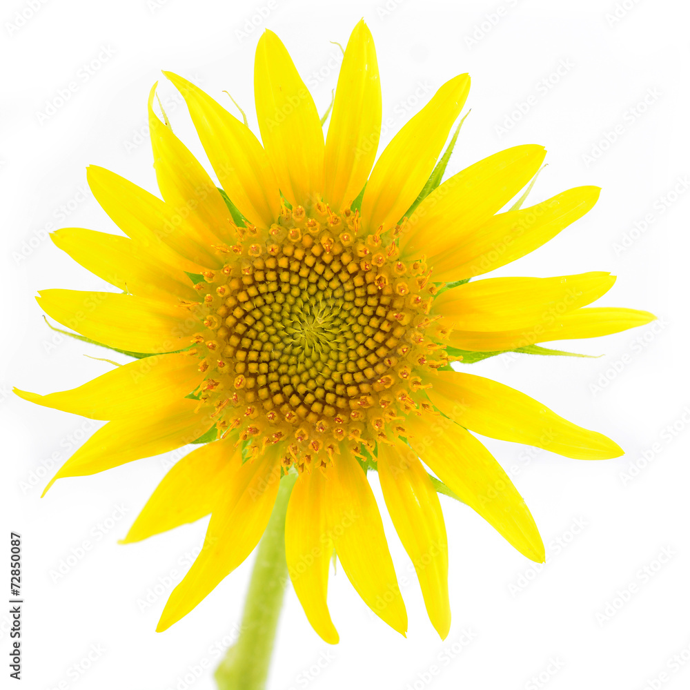 Obraz premium Sunflower