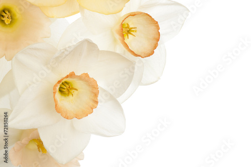 Fototapeta Naklejka Na Ścianę i Meble -  daffodil