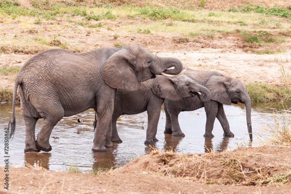 Fototapeta premium Elephants drinking water in the Tarangire River