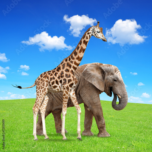 giraffe with elephant © vencav