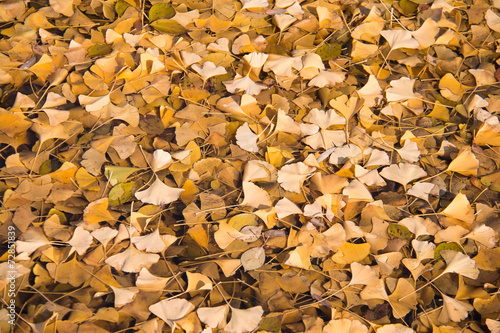 ginkgo leaf in the water