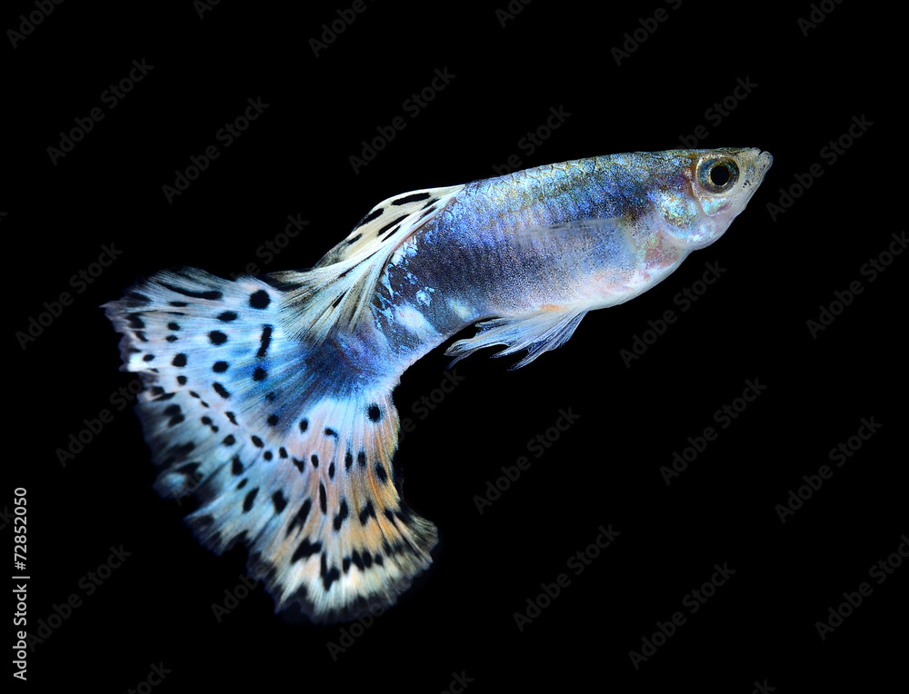 Beautiful Guppy Isolated on Black Background Beautiful Guppy Isolated on Black Background