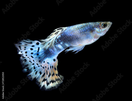 Beautiful Guppy Isolated on Black Background