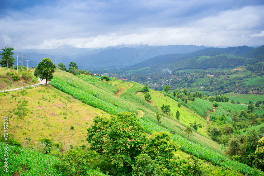 Natural landscape view of corn field and rice field