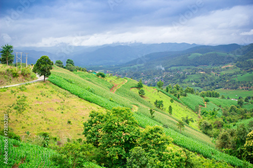 Natural landscape view of corn field and rice field