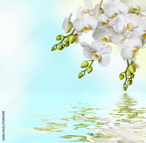 Fototapeta Naklejka Na Ścianę i Meble -  Beautiful white orchid