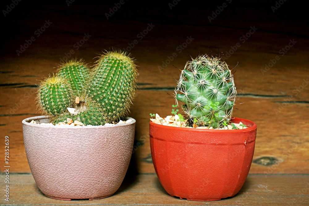 Cactuses in flowerpots Cactuses in flowerpots