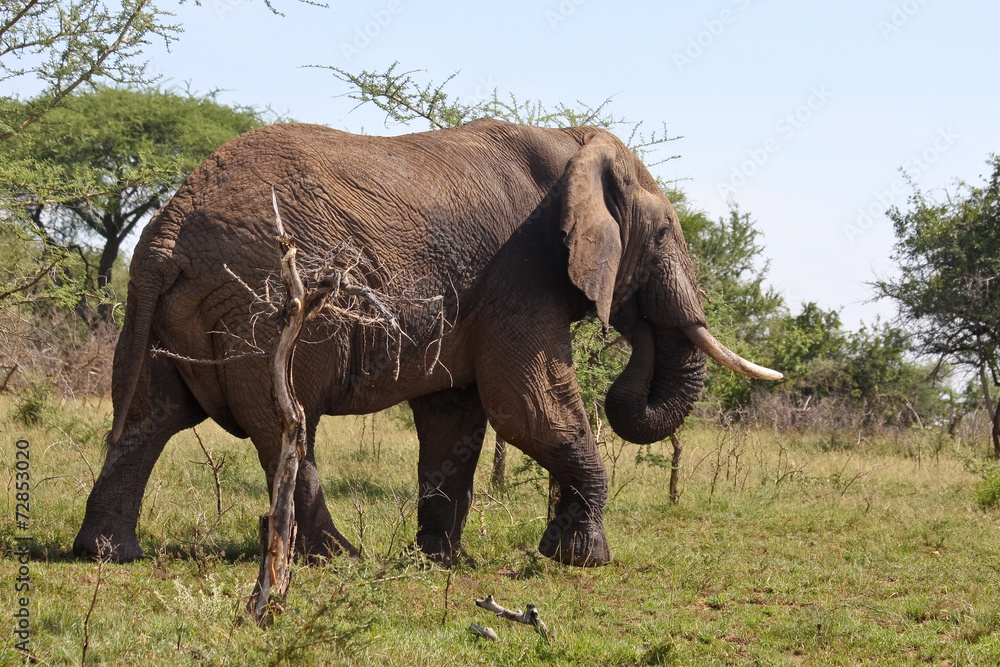 Fototapeta premium Wild African Elephant in Tanzania
