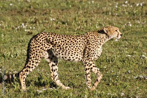 Stalking Cheetah in Serengeti
