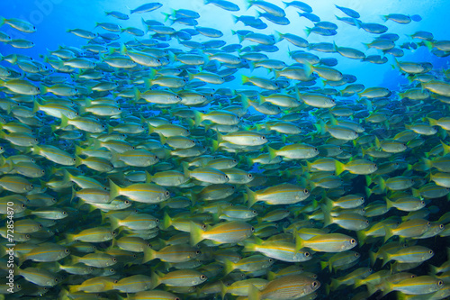 Fish school snappers © Richard Carey