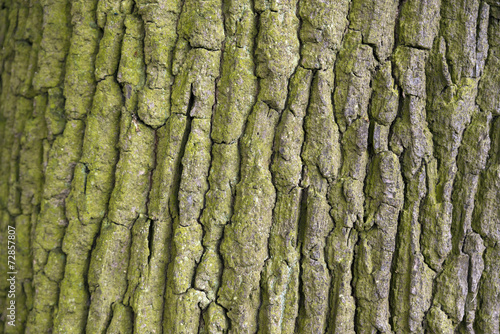 tree bark.