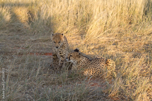 Cheetah in the savannah, Namibia