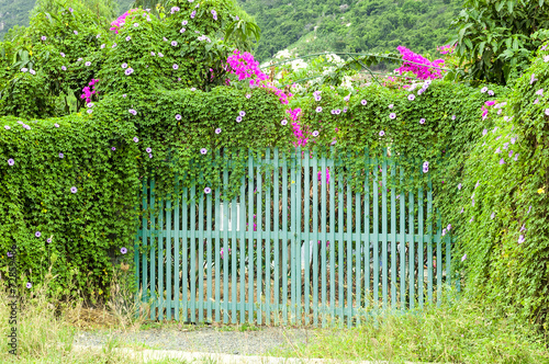wooden beautiful gates which are overgrown