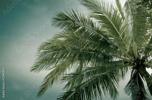 palm vintage