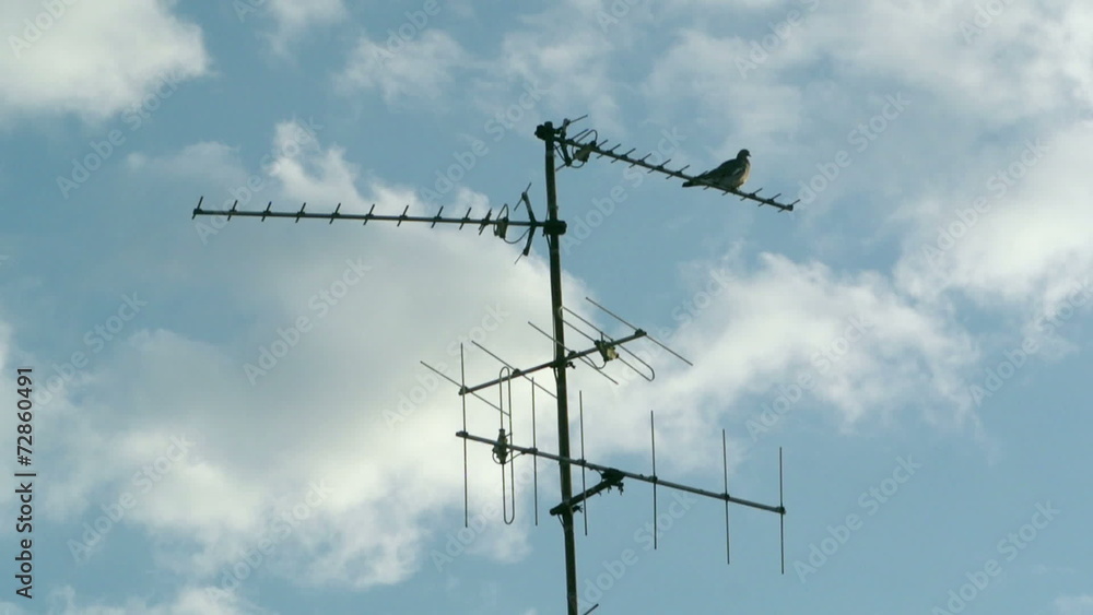 Pigeon bird sitting on aerial digital television radio antenna Pigeon bird sitting on aerial digital television radio antenna