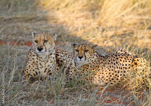 Cheetah, Namibia