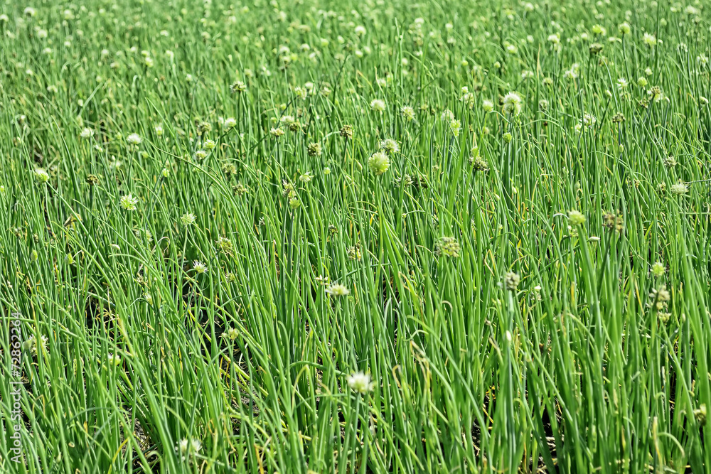 Onion Plantation Onion Plantation