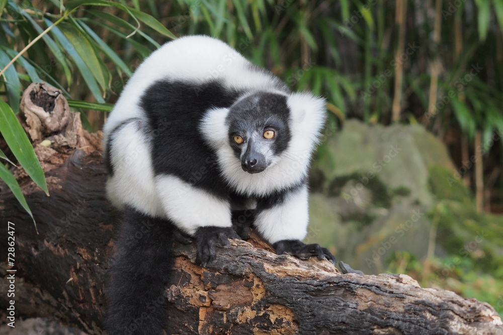 Obraz premium Schwarzweißer Vari