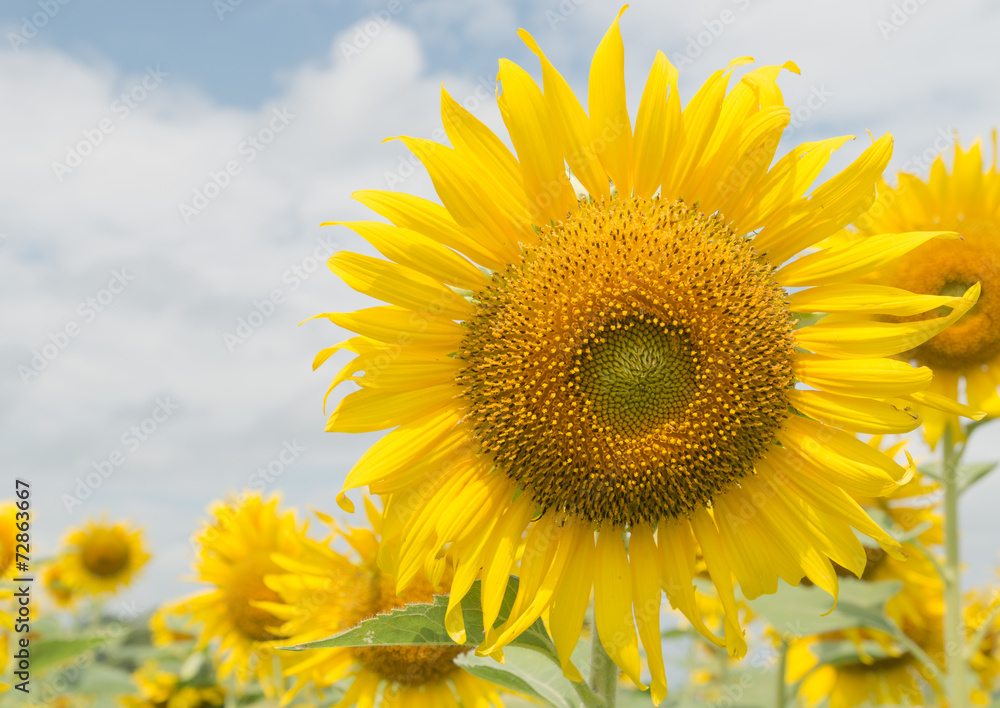 Fototapeta premium sunflower