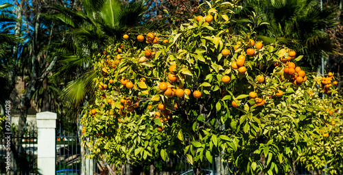 Orange trees. Malaga, Spain