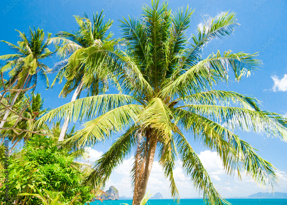 Coconut Coast Palm View