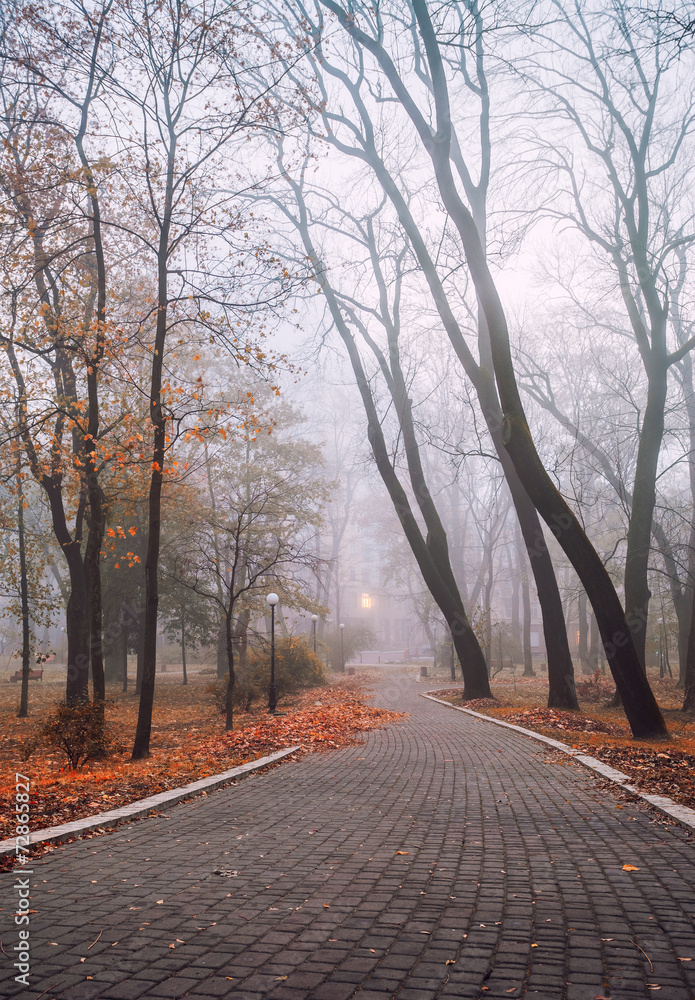 foggy morning in city park