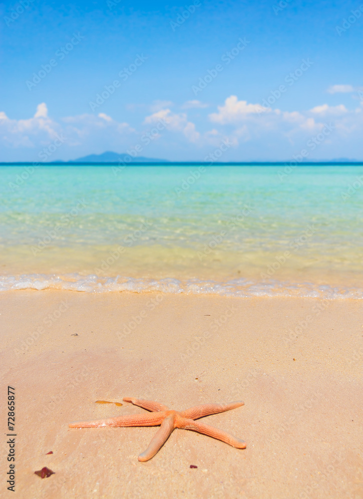 Five Beams Starfish called Wanda Five Beams Starfish called Wanda