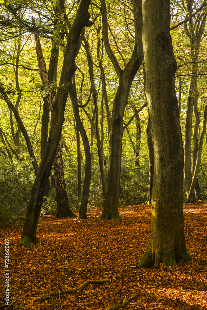 Beautiful vivid golden Autumn Fall forest landscape