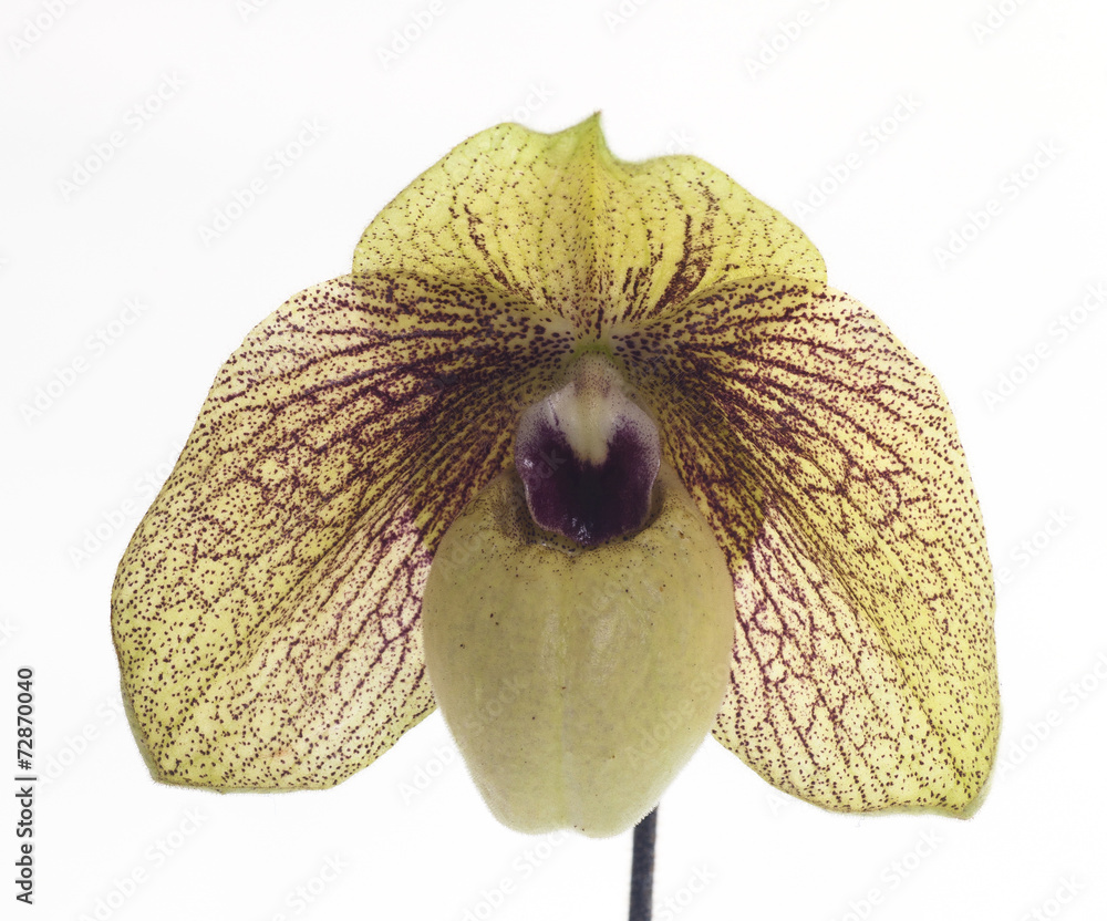 Fotografie Paphiopedilum orchids flower.