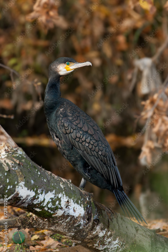 Fototapeta premium cormorant (Phalacrocorax carbo)