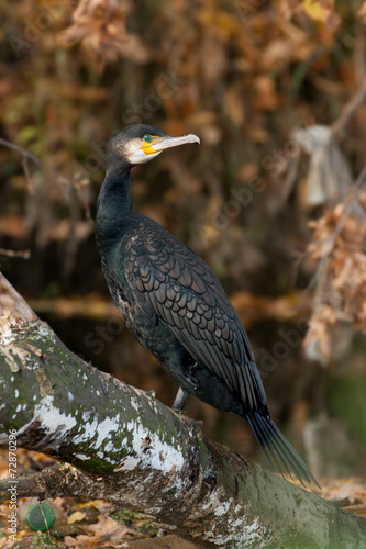 cormorant (Phalacrocorax carbo)