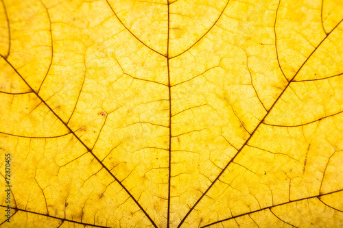 maple leaf closeup