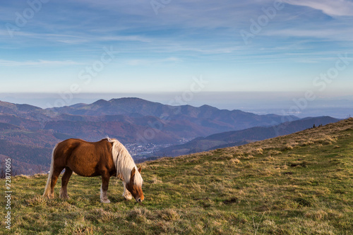 cheval    crini  re blonde