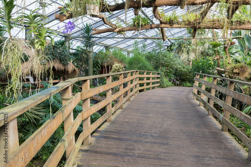 Wooden bridge in a Dutch greenhouse with tropical garden