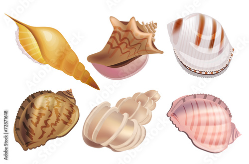 Realistic set with sea shells.